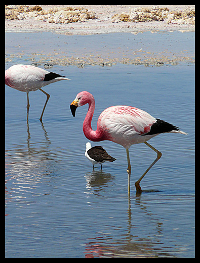 flamant rose